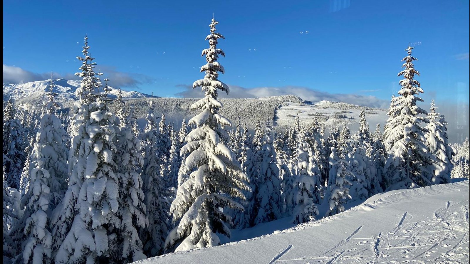 Bluebird day