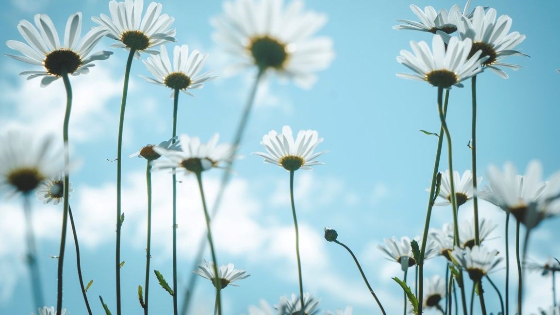 daisy